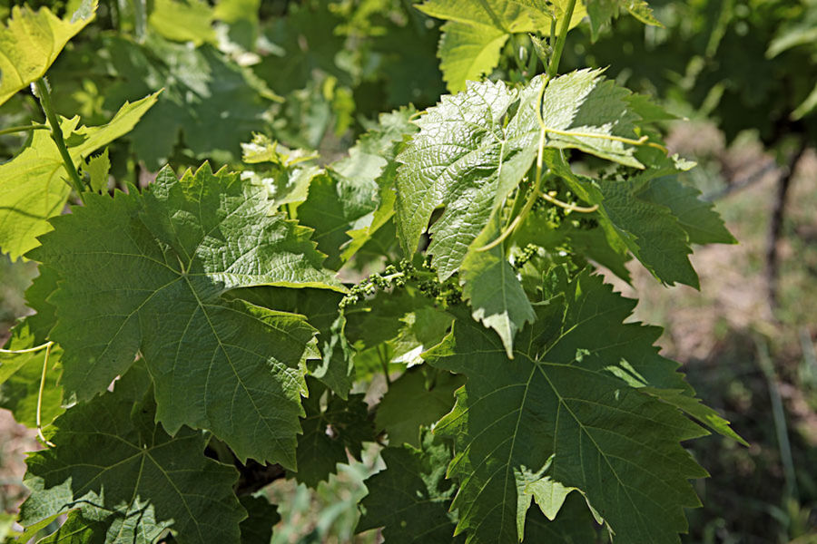 bunches of unripe grapes on the brunch at 'Domaine Migas' vineyards